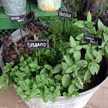 How to Grow Herbs & Veggies in Containers
