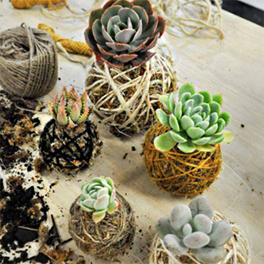 Kokedema (Bonsai) Workshop- Floral Design with Succulents