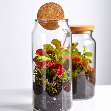DIY Carnivorous Plant Terrarium 