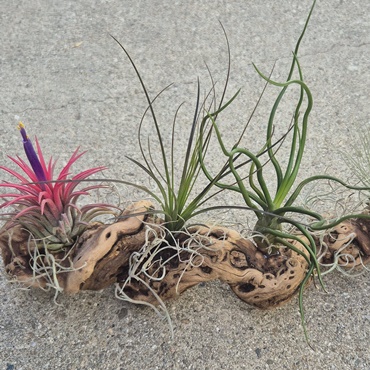 Airplant Driftwood Design