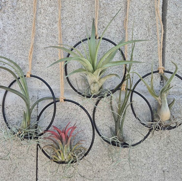 Hanging Airplant Ring