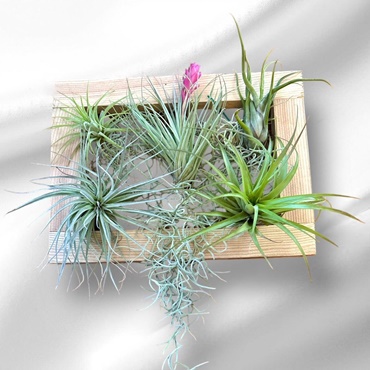 Air Plant Picture Frame